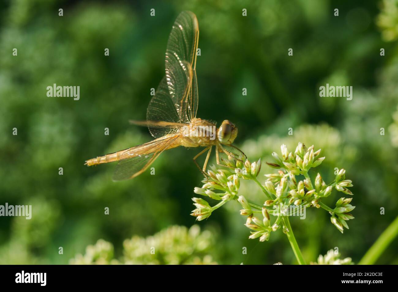 libellula gialla su fiore Foto Stock