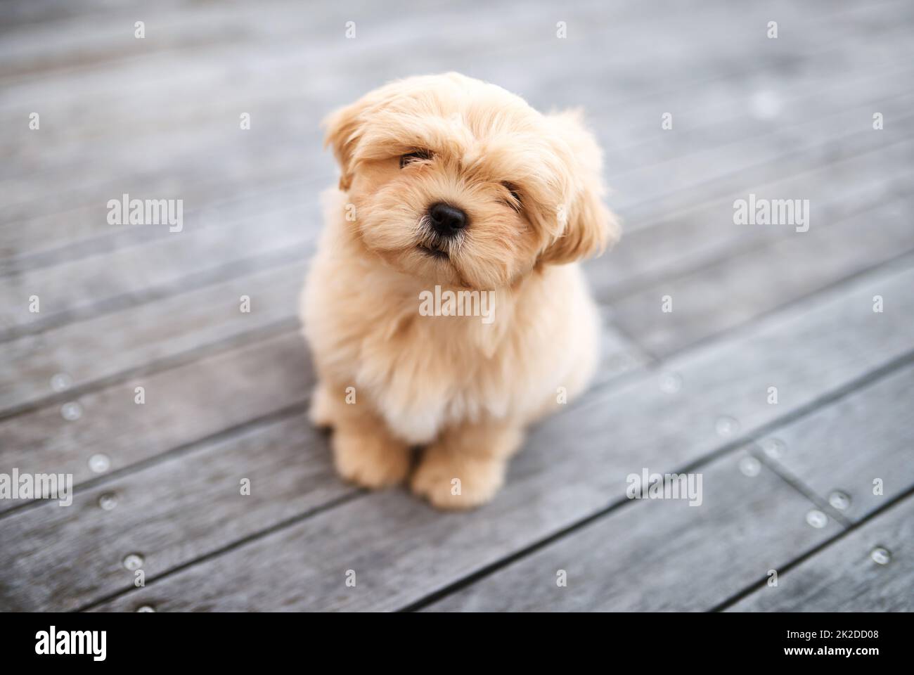 Si può sempre trovare la speranza negli occhi di un cane. Scatto di un cane adorabile seduto su un portico di legno all'aperto. Foto Stock