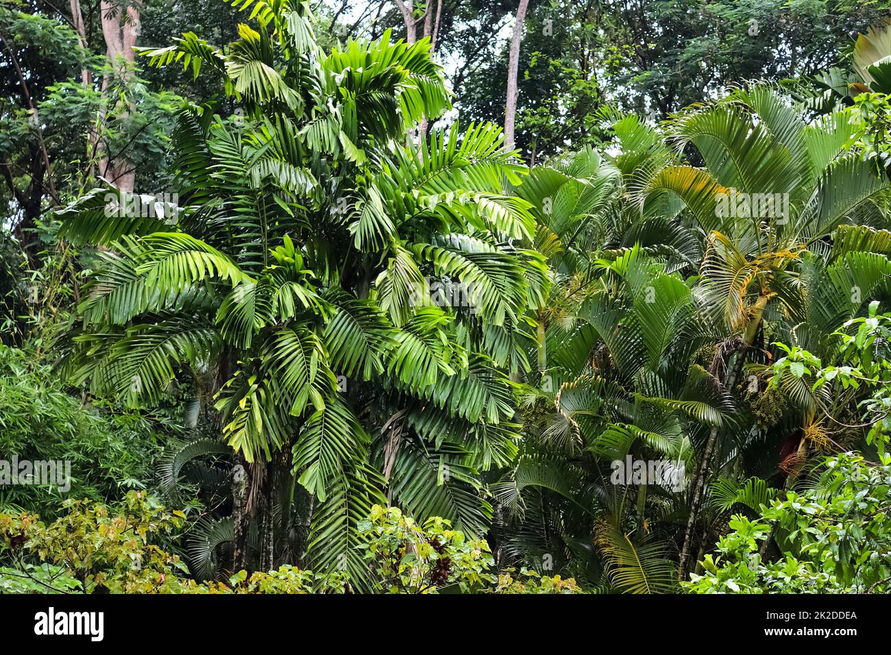 Splendidi primi piani verdi di foglie di piante tropicali scattate sulle isole Seychelles Foto Stock