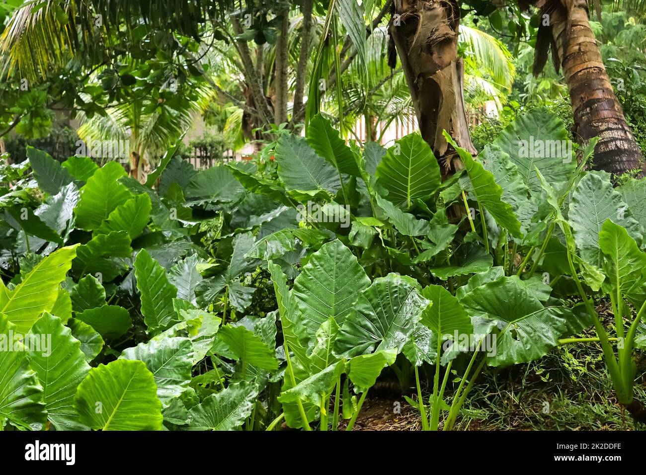 Splendidi primi piani verdi di foglie di piante tropicali scattate sulle isole Seychelles Foto Stock