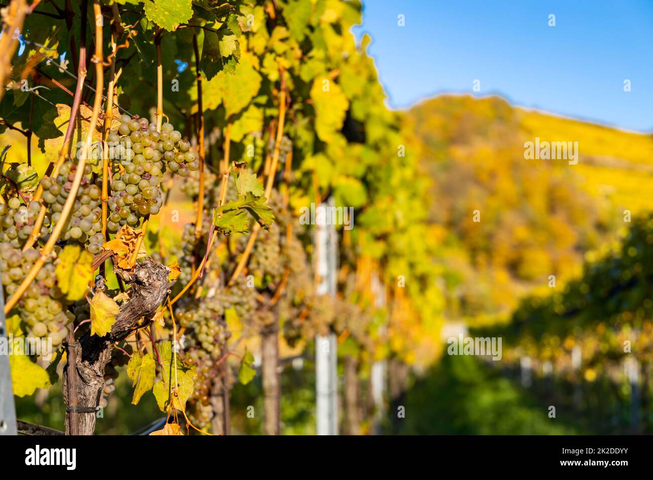 Regione vinicola Wachau al momento della vendemmia in Austria Foto Stock
