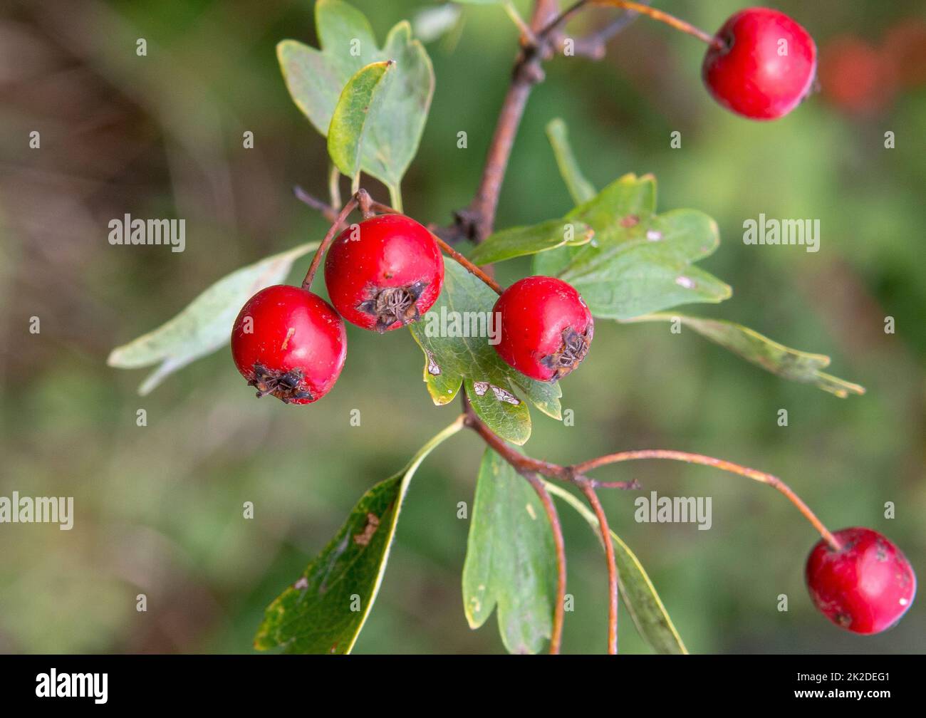 Bacche di biancospino rosso (Crataegus) in autunno. La pianta è conosciuta anche come Quickthorn, Thornapple, Whitethorn, Mayflower o Hawberry. Foto Stock