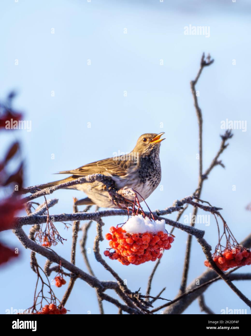 Un uccello nero siede su un ramo innevato di un albero di rowan, primo piano Foto Stock