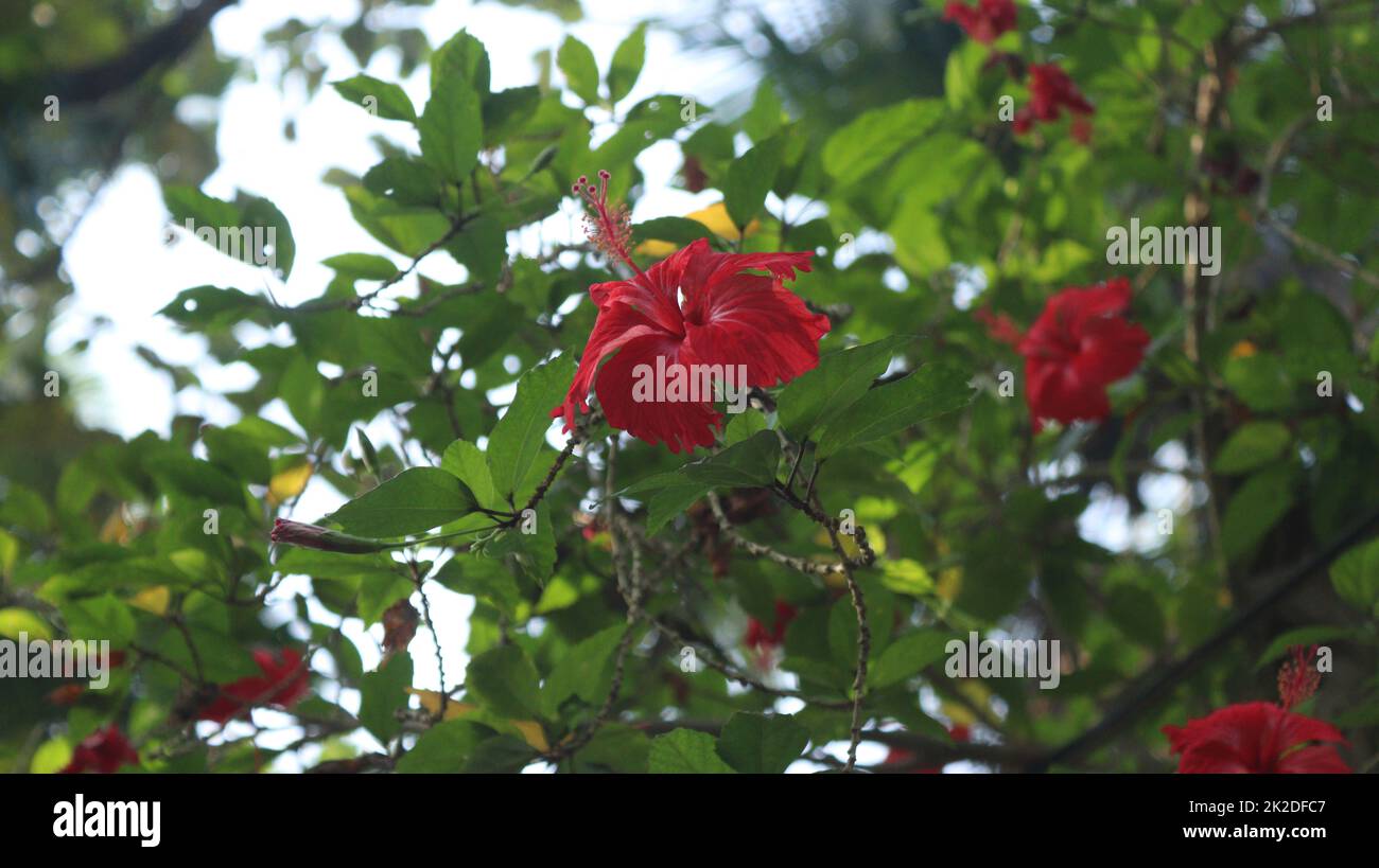 Fiore rosso di ibisco sul giardino Foto Stock
