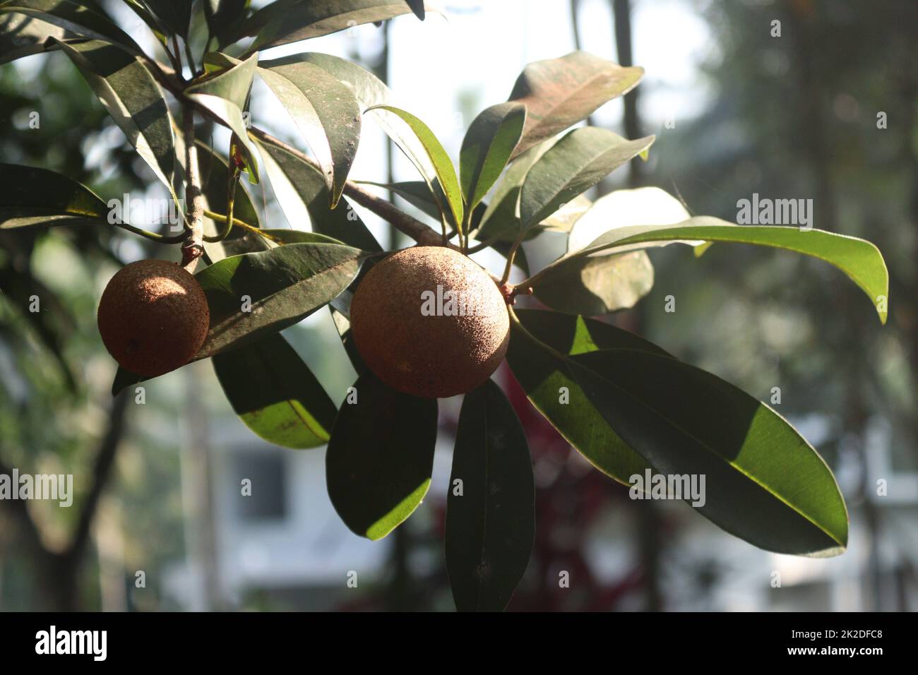 Supporta frutteto in giardino Foto Stock