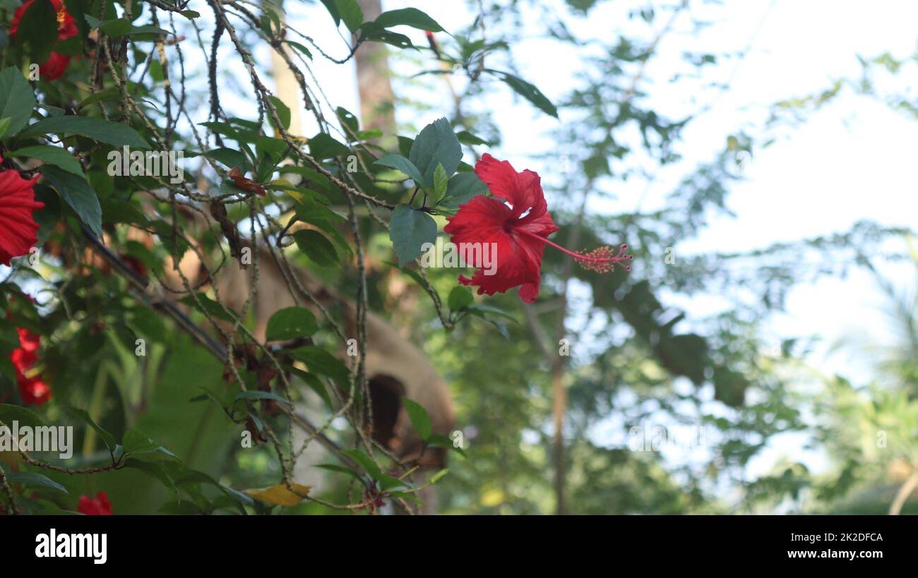 Fiore rosso di ibisco sul giardino Foto Stock