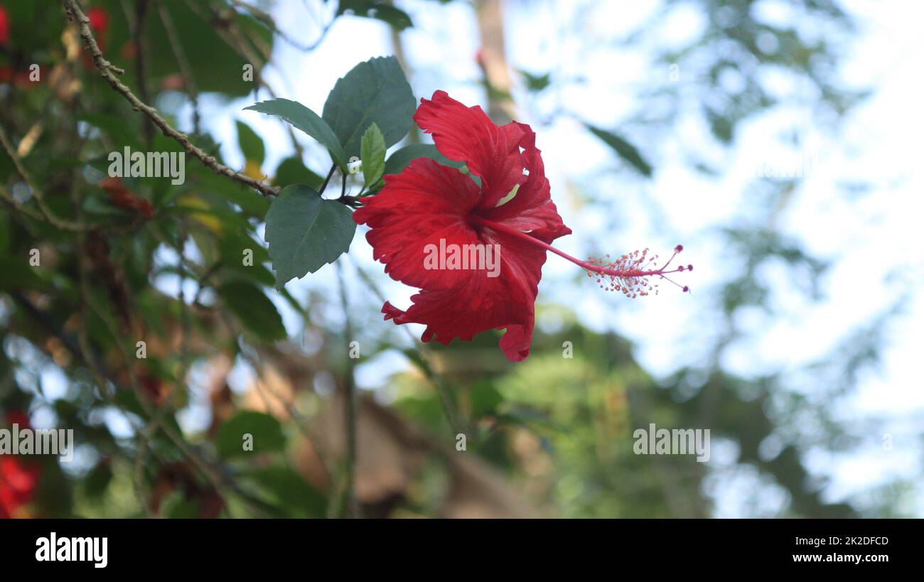 Fiore rosso di ibisco sul giardino Foto Stock