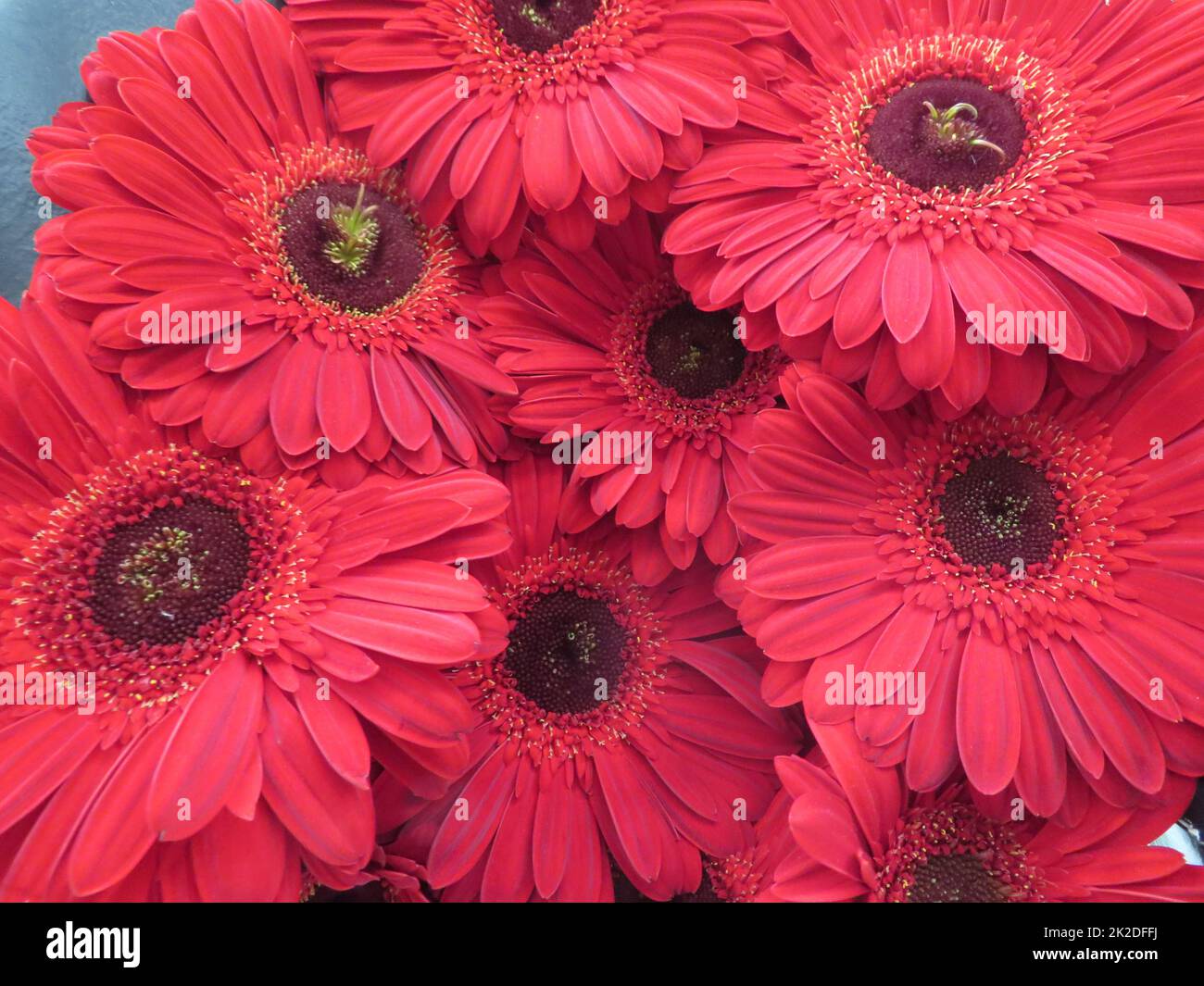 bel bouquet di fiori rossi aromatici naturali grande bellezza Foto Stock