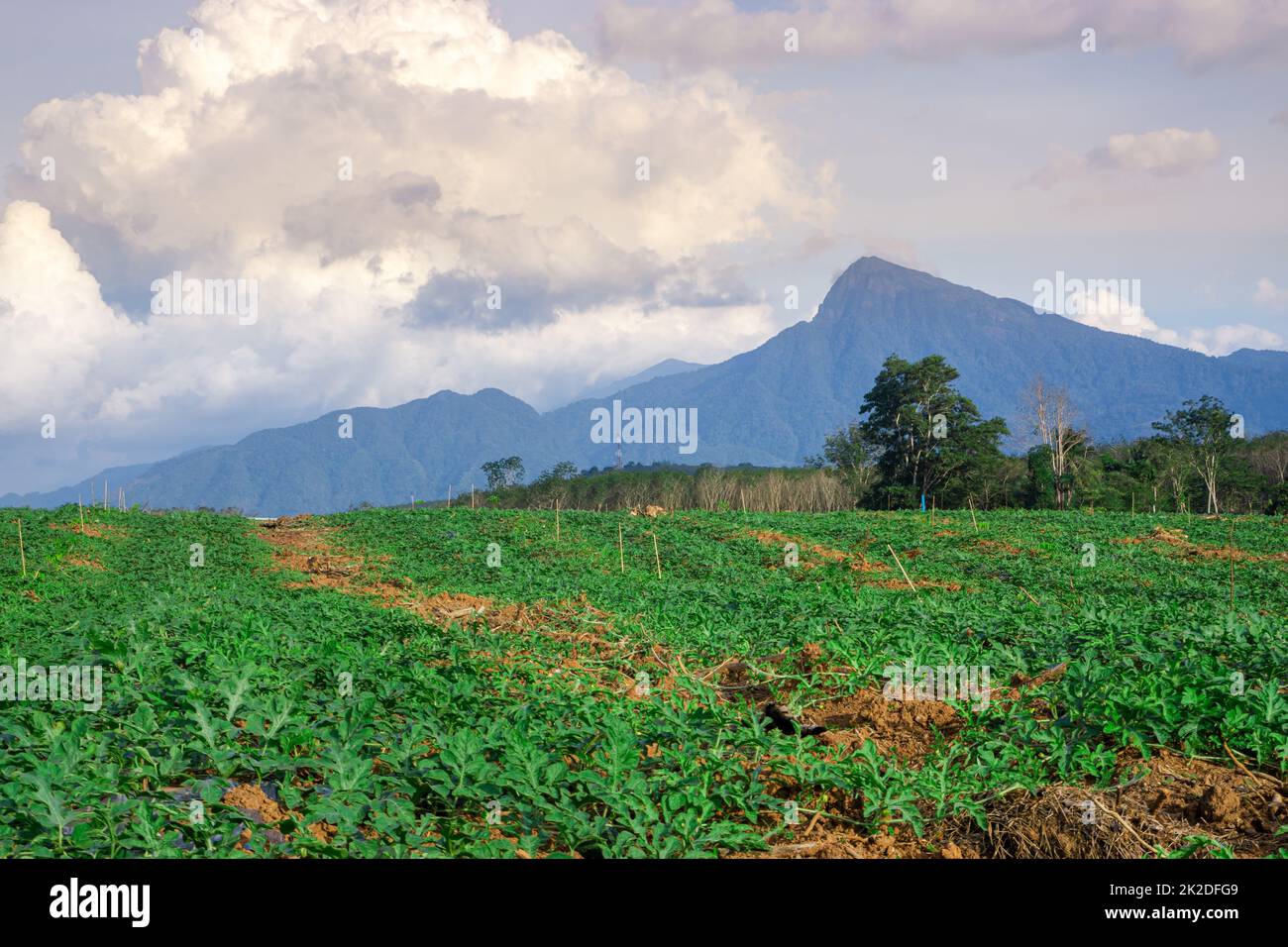 Anguria zona di coltivazione nel sud della Thailandia Foto Stock