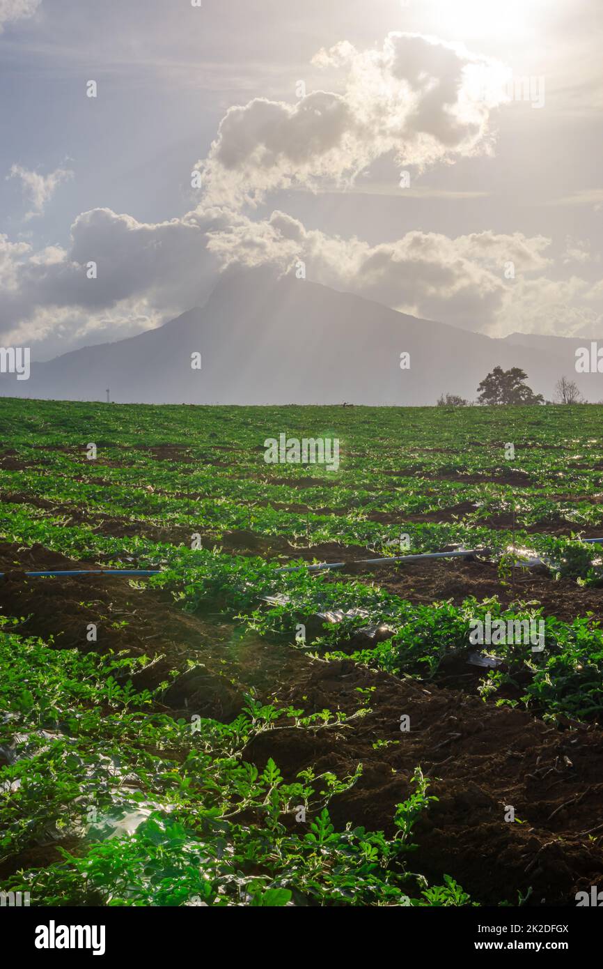 Anguria zona di coltivazione nel sud della Thailandia Foto Stock