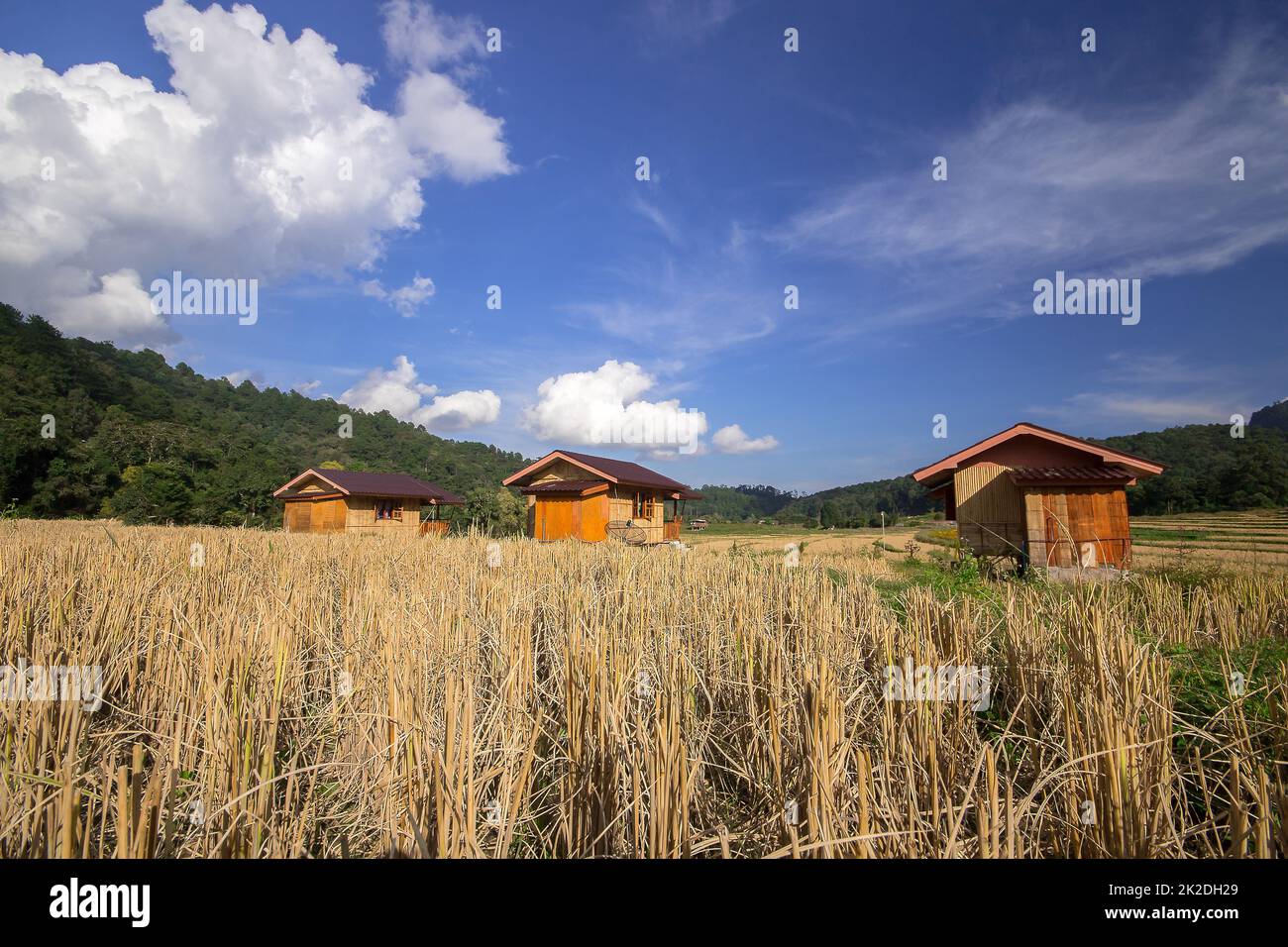 Tre cottage nel mezzo di risaie che ha già raccolto prodotti Foto Stock