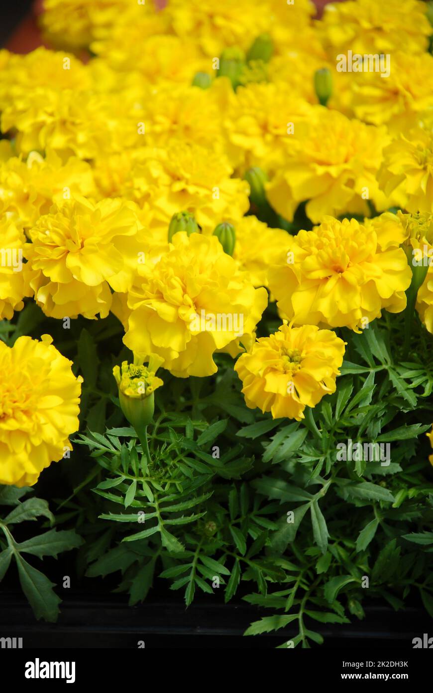 Tagetes patula Marigold francese in fiore, fiori gialli arancio, foglie verdi Foto Stock