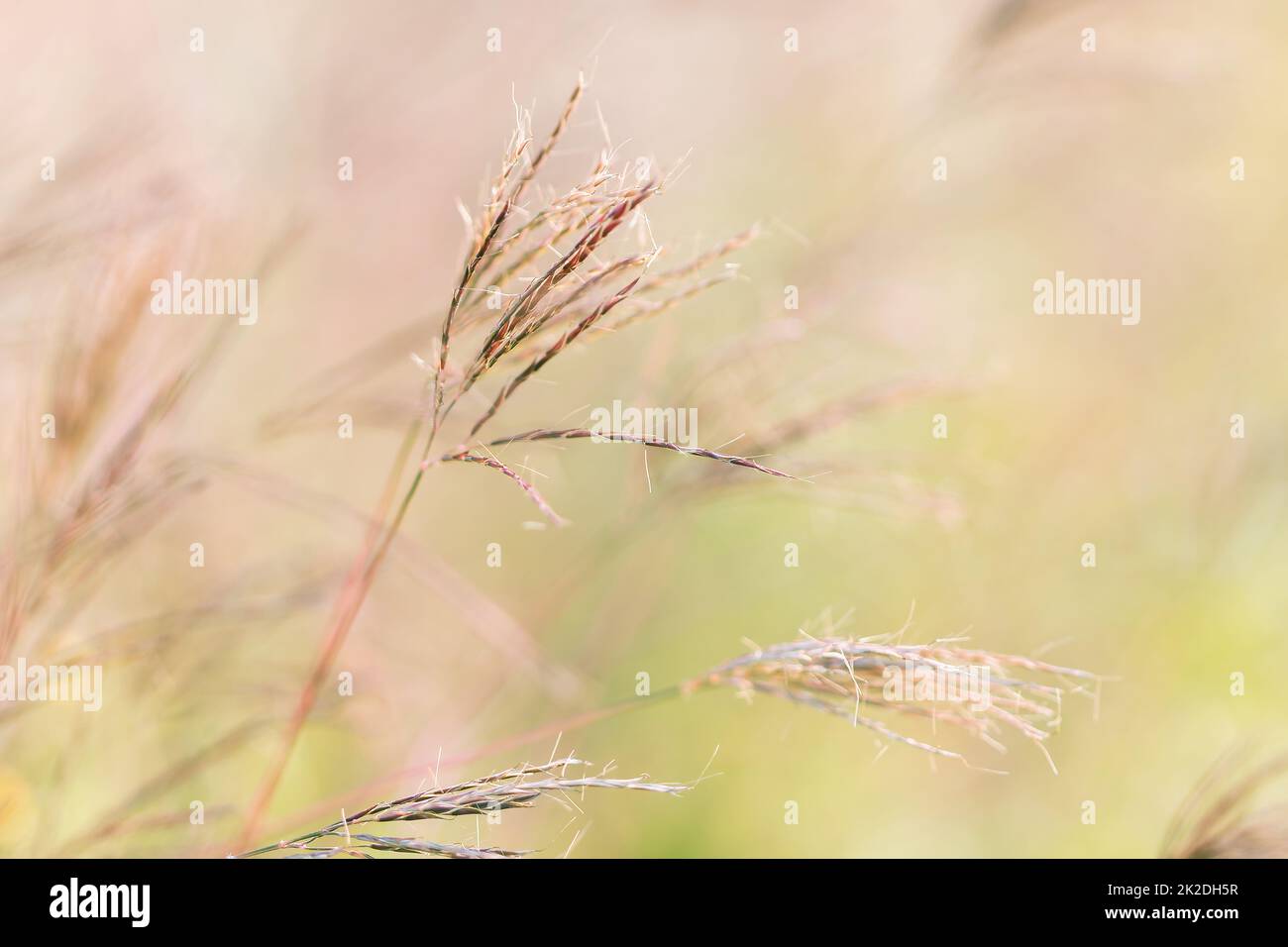 L'erba secca è inclinata dal vento in estate. Foto Stock