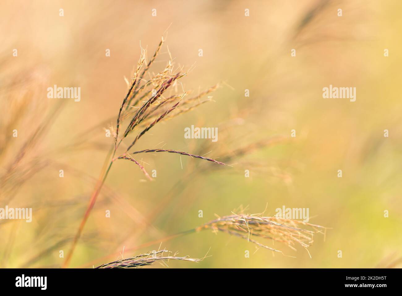 L'erba secca è inclinata dal vento in estate. Foto Stock