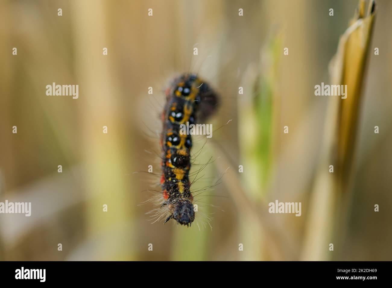 Vermi sono sulla pianta di riso in natura. Foto Stock