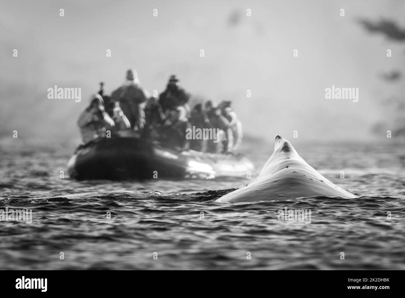 Superficie mono megattere vicino a una barca fotografica Foto Stock
