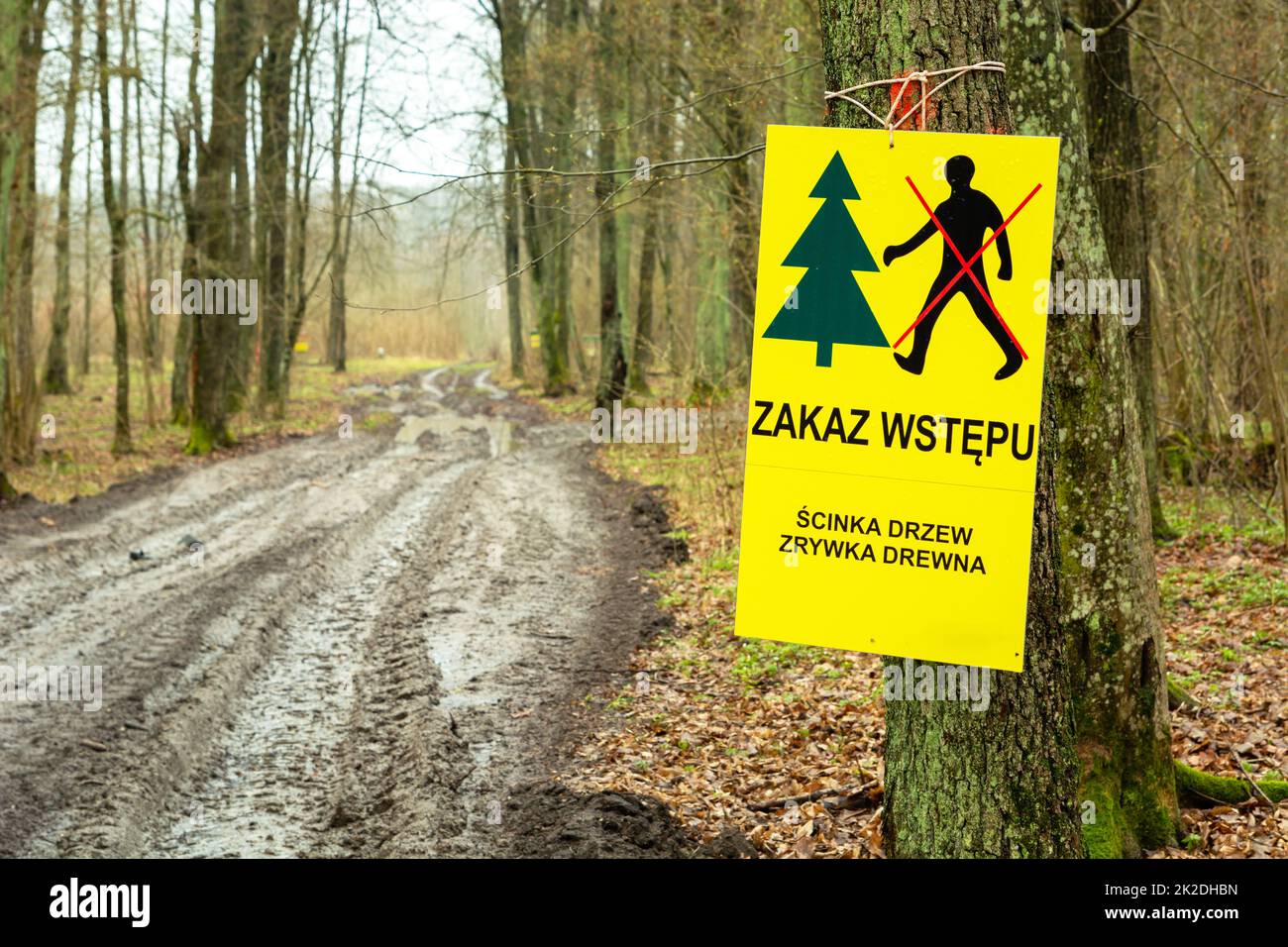 Foresta con un ingresso vietato bordo, tronchi di alberi Foto Stock