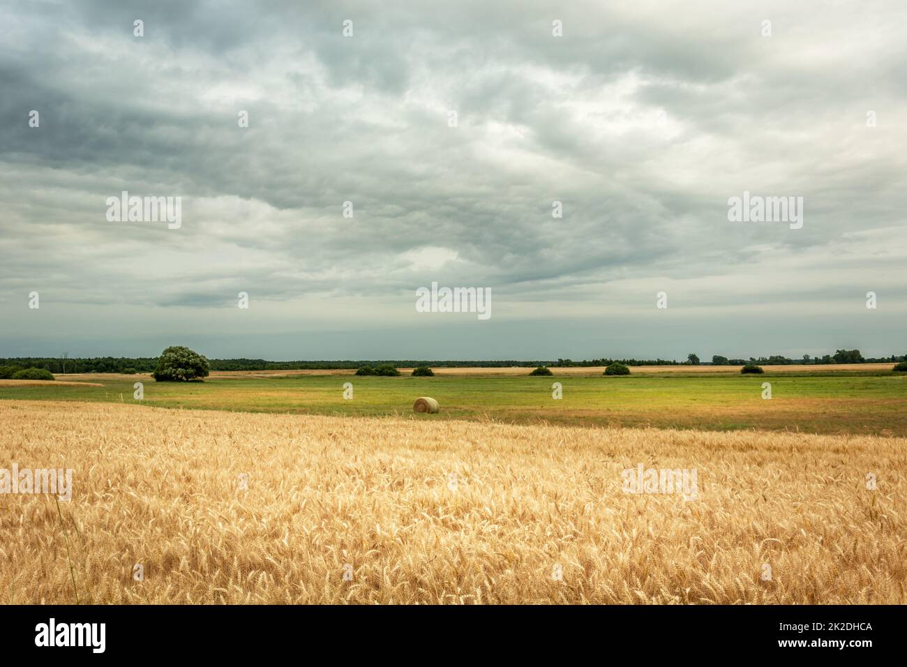 Campo con grano e nuvole grigie nel cielo Foto Stock