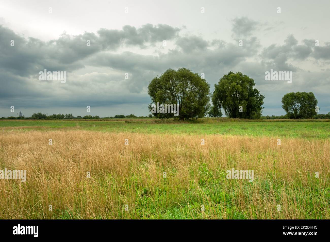 Prato selvaggio con alberi e nuvole grigie Foto Stock