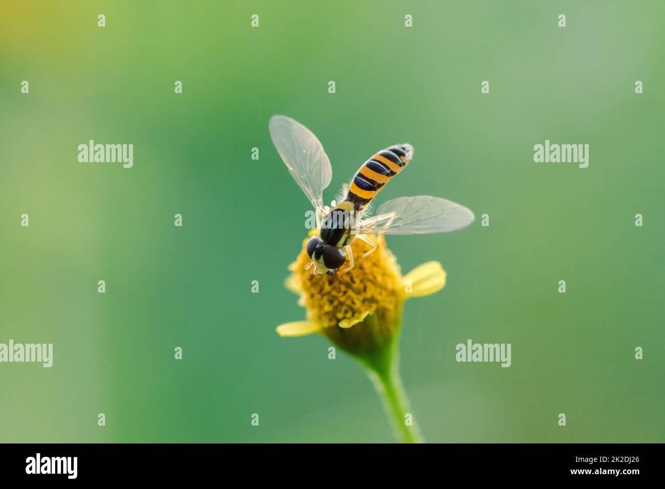 L'ape è sul polline giallo fiore, è una macro fotografia. Foto Stock