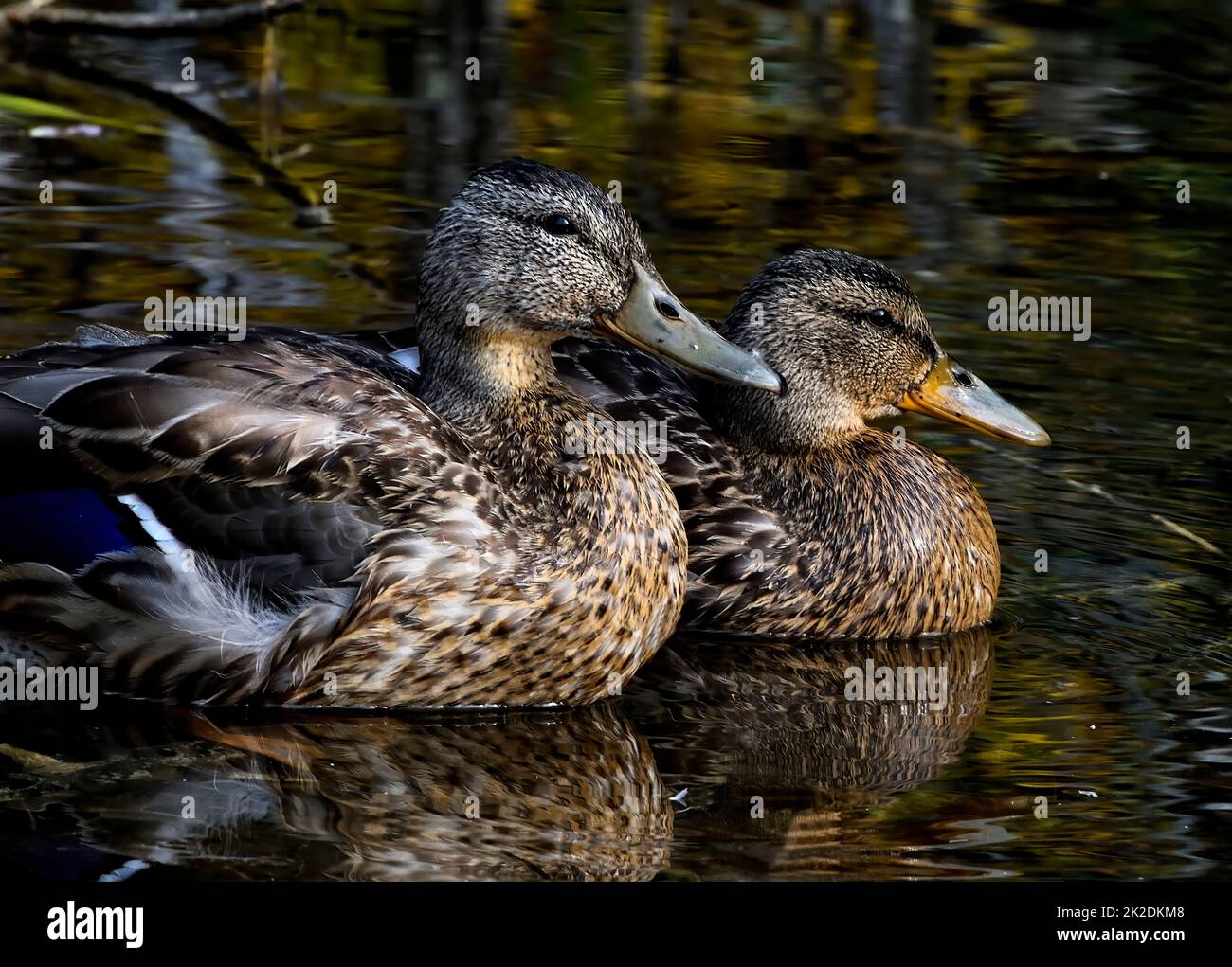 Un paio di anatre Mallard 'Anas platyrhynchos', riposante in un laghetto estivo di paludi nella rurale Alberta Canada. Foto Stock