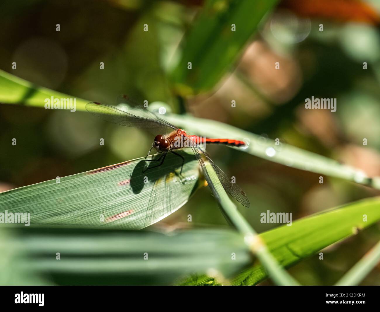 Un Ruby Meadowhawk, Sympetrum rubicundulum, o simili dragonfly di Meadowhawk, che riposa su una foglia nel Fish Hatchery Trail County Park, Hayward, Wisconsin. Foto Stock