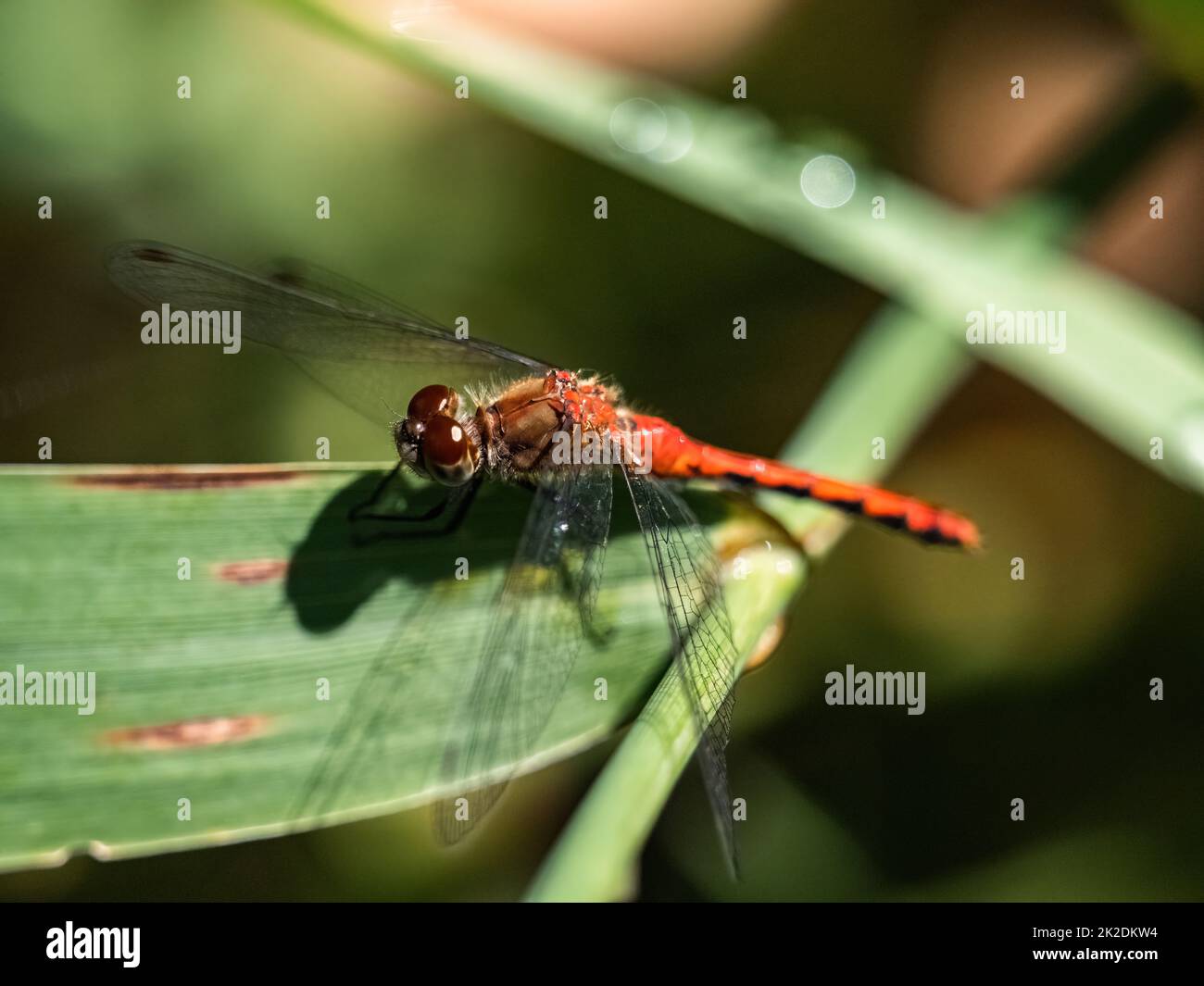 Un Ruby Meadowhawk, Sympetrum rubicundulum, o simili dragonfly di Meadowhawk, che riposa su una foglia nel Fish Hatchery Trail County Park, Hayward, Wisconsin. Foto Stock