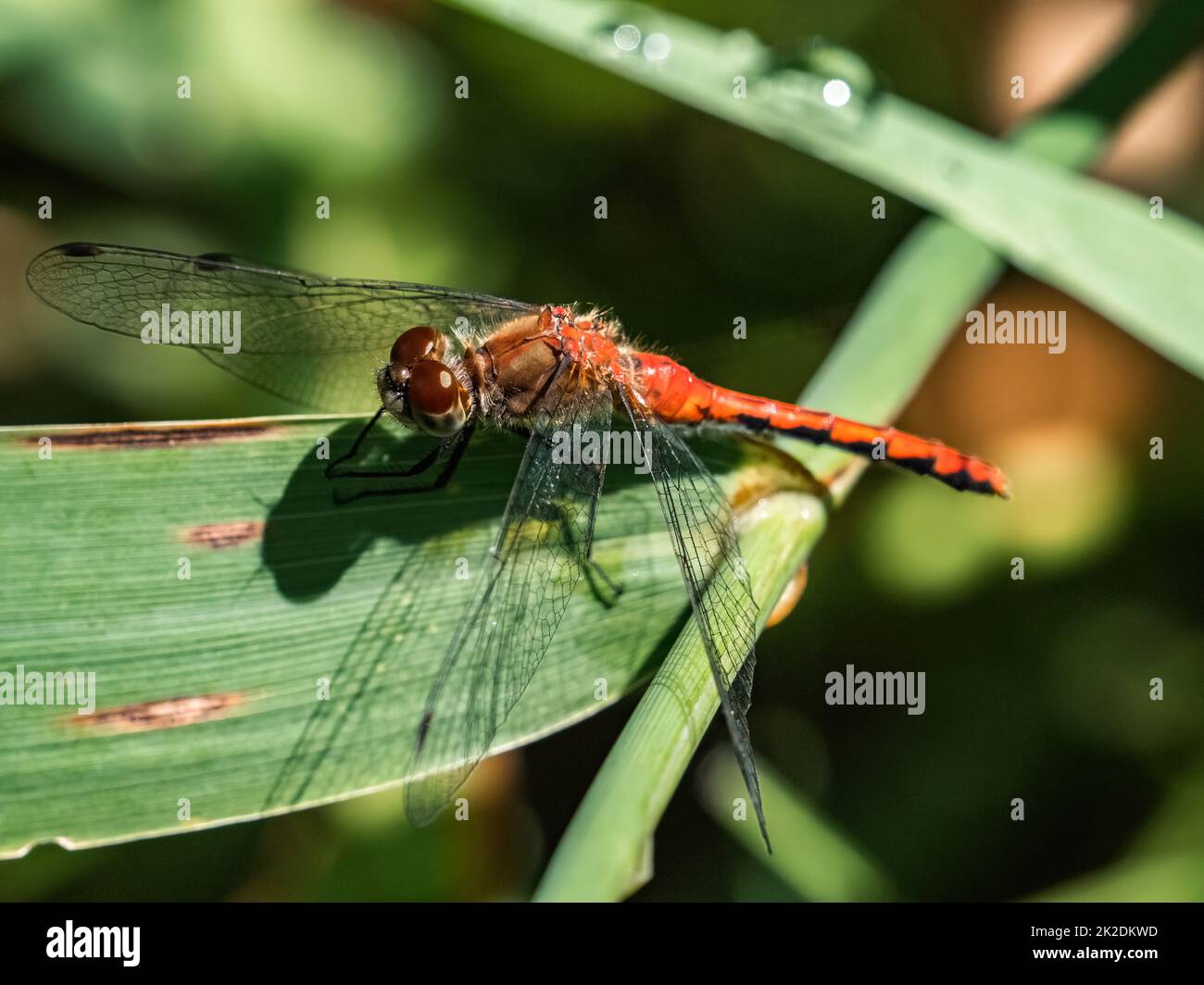 Un Ruby Meadowhawk, Sympetrum rubicundulum, o simili dragonfly di Meadowhawk, che riposa su una foglia nel Fish Hatchery Trail County Park, Hayward, Wisconsin. Foto Stock