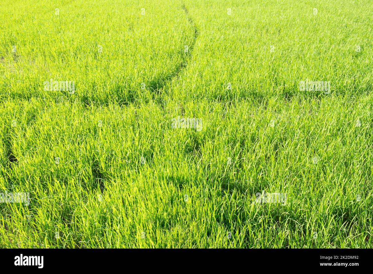 Riso fresco verde agricoltura campo sfondo fattoria paesaggio. Periodo di stagione astratto dell'anno. Foto Stock