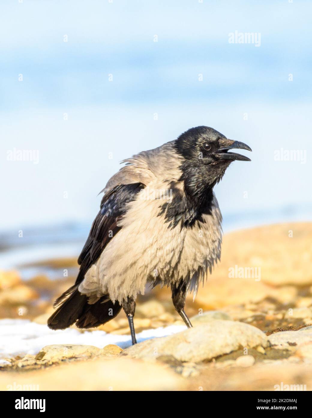 un grande corvo bagnato siede sulla riva del fiume, sullo sfondo di acqua blu, primo piano Foto Stock