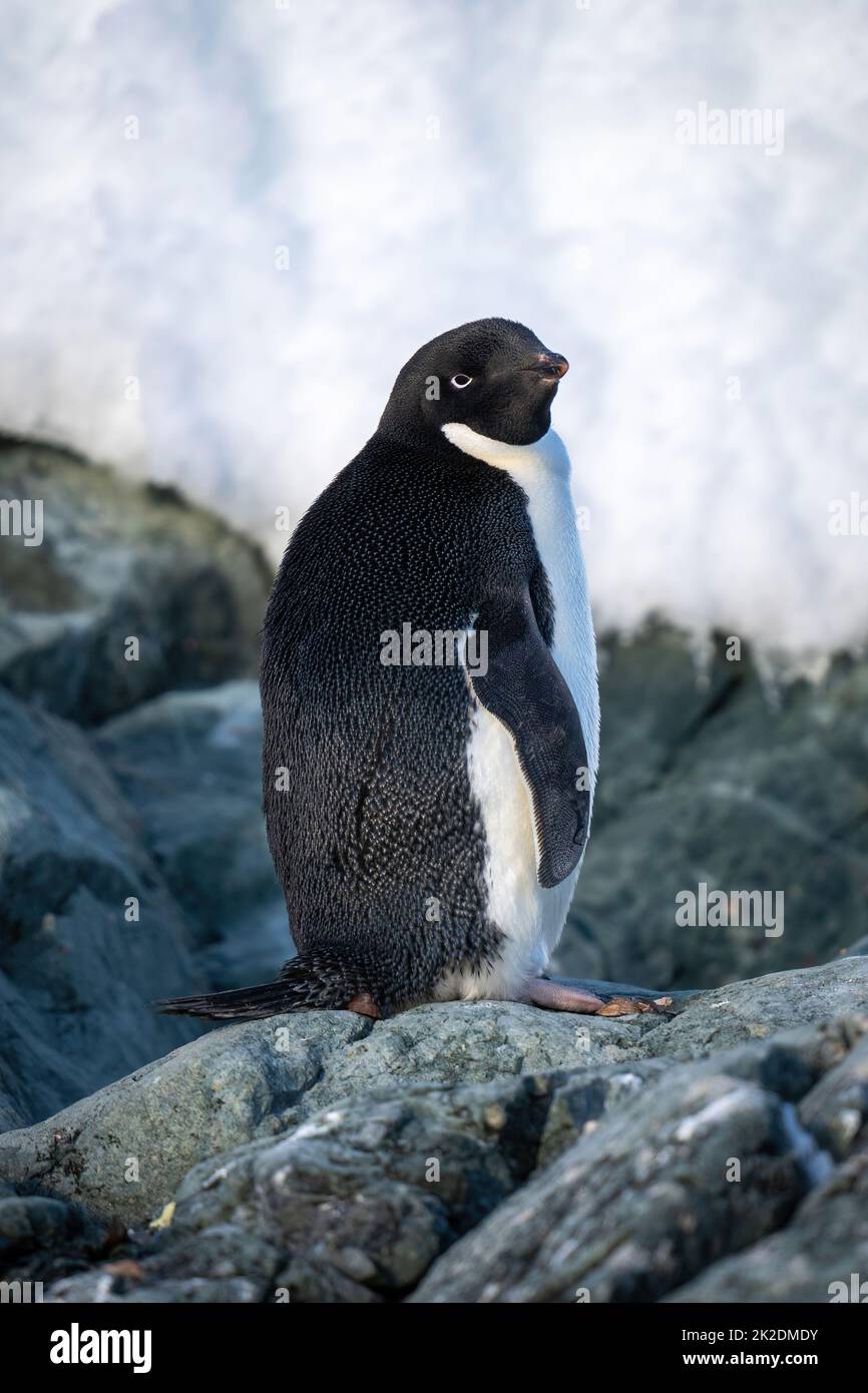 Il pinguino Adelie si erge su una testa di roccia Foto Stock