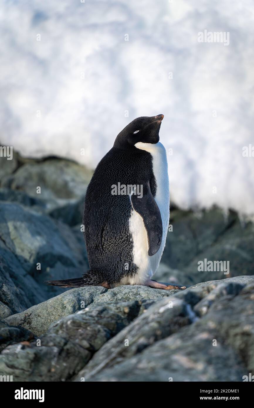 Il pinguino di Adelie si alza sugli occhi di chiusura della roccia Foto Stock