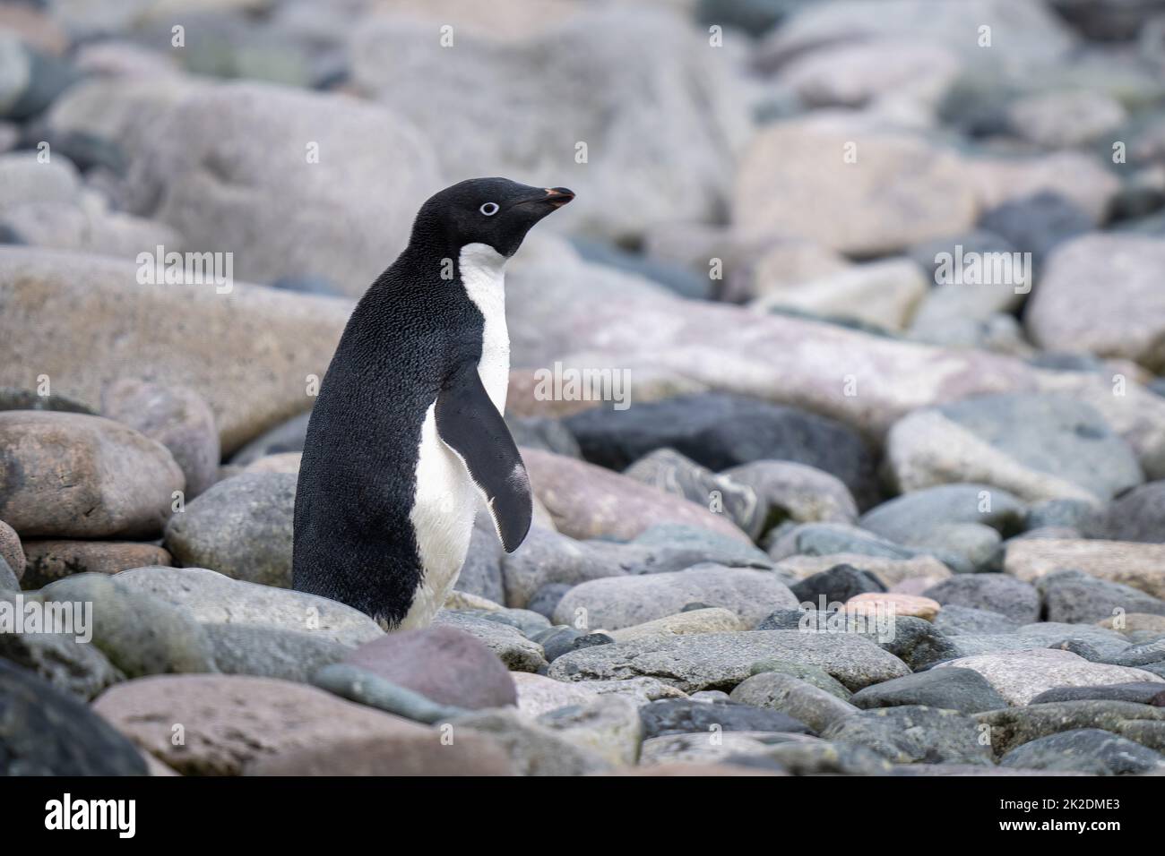 Il pinguino di Adelie si erge su rocce di profilo Foto Stock