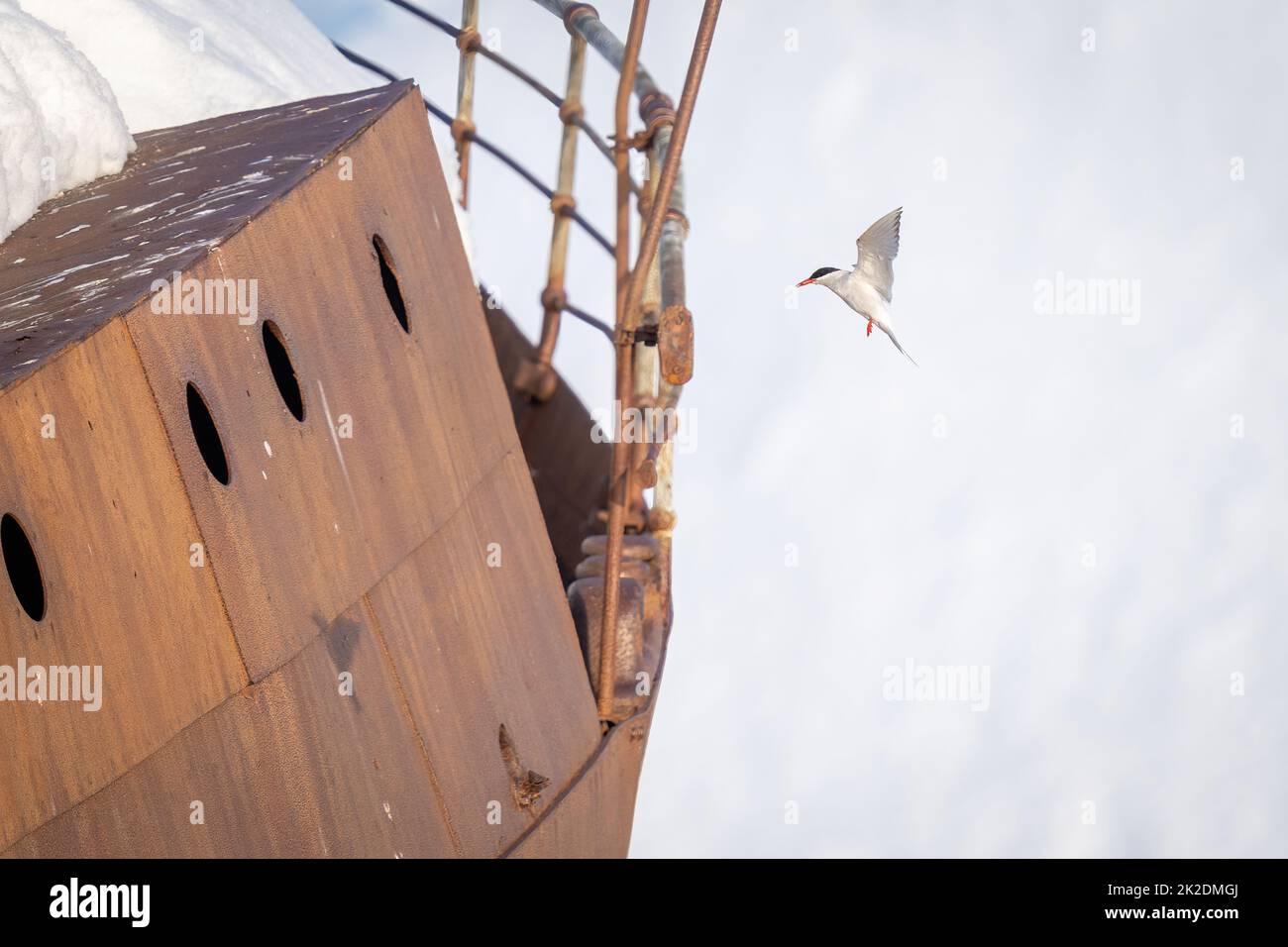 La terna antartica si avvicina al relitto con le ali sollevate Foto Stock