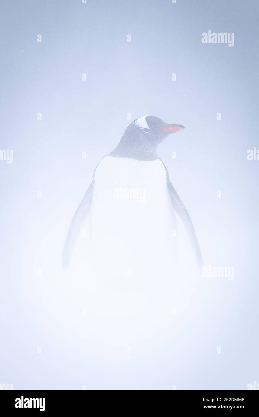 Pinguino Gentoo si trova in una telecamera rivolta verso la tempesta di neve Foto Stock