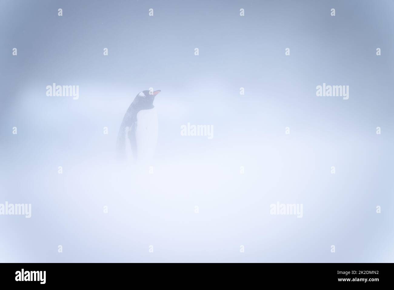 Pinguino Gentoo si trova in una telecamera per gli occhi di tempesta di neve Foto Stock