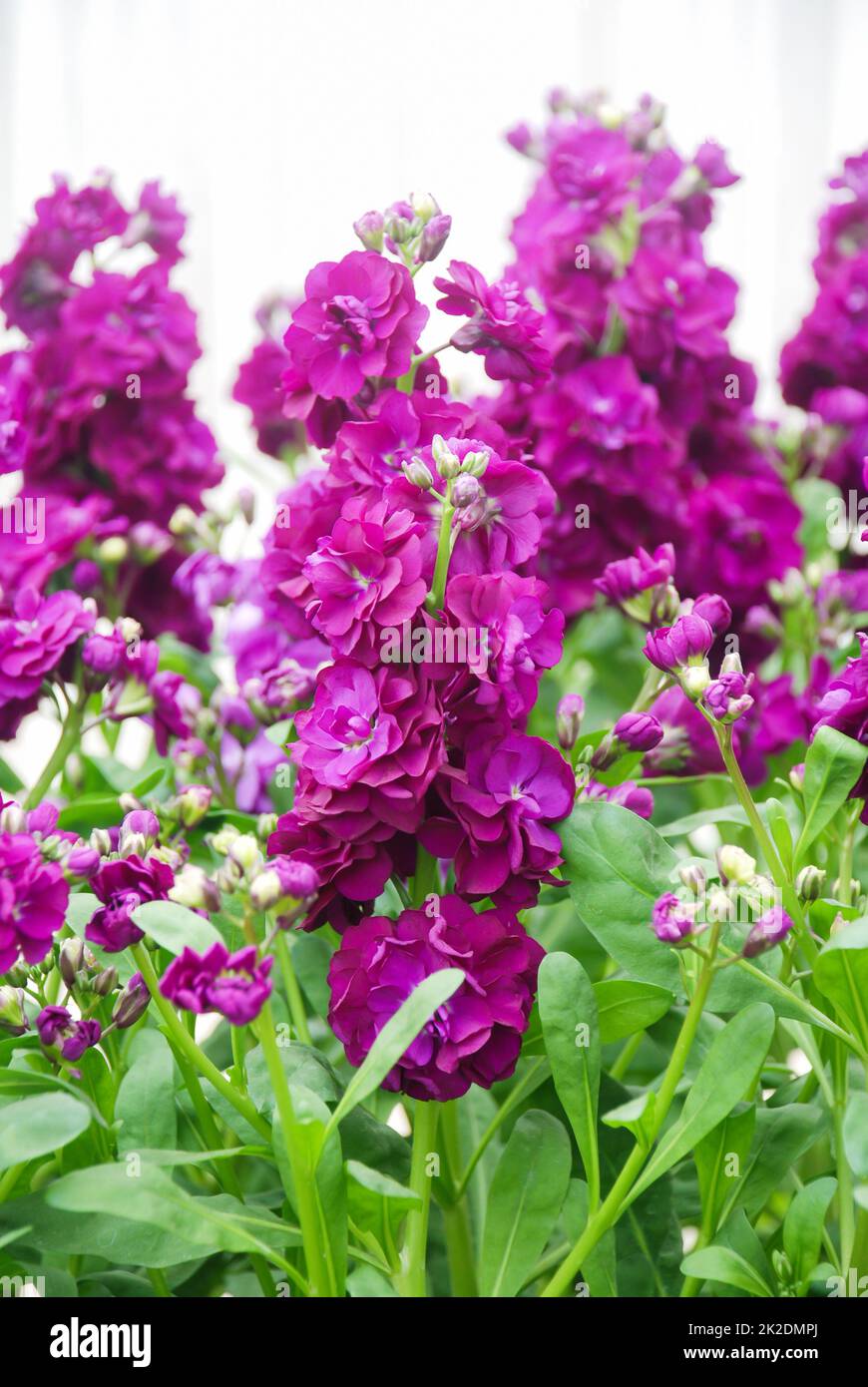 Matthiola incana fiore, fiori di brodo, fiori recisi nel vivaio, piena fioritura Foto Stock