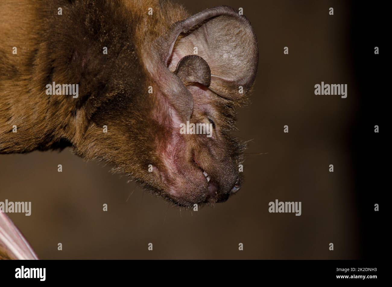 Testa di una pipistrello più grande. Foto Stock