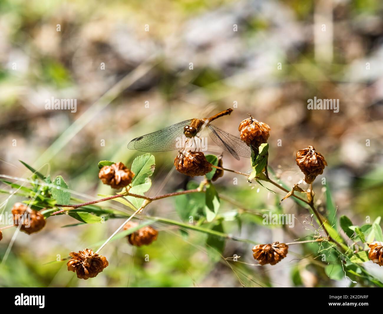 Una libellula di Meadowhawk autunnale, Sympetrum vicinum, che riposa su un fiore marrone nel Fish Hatchery Trail County Park, Hayward, Wisconsin. Foto Stock