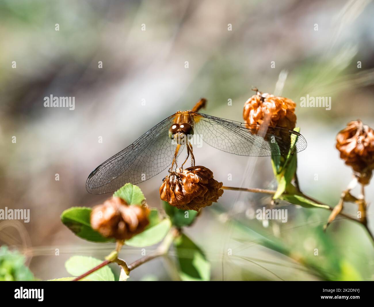 Una libellula di Meadowhawk autunnale, Sympetrum vicinum, che riposa su un fiore marrone nel Fish Hatchery Trail County Park, Hayward, Wisconsin. Foto Stock
