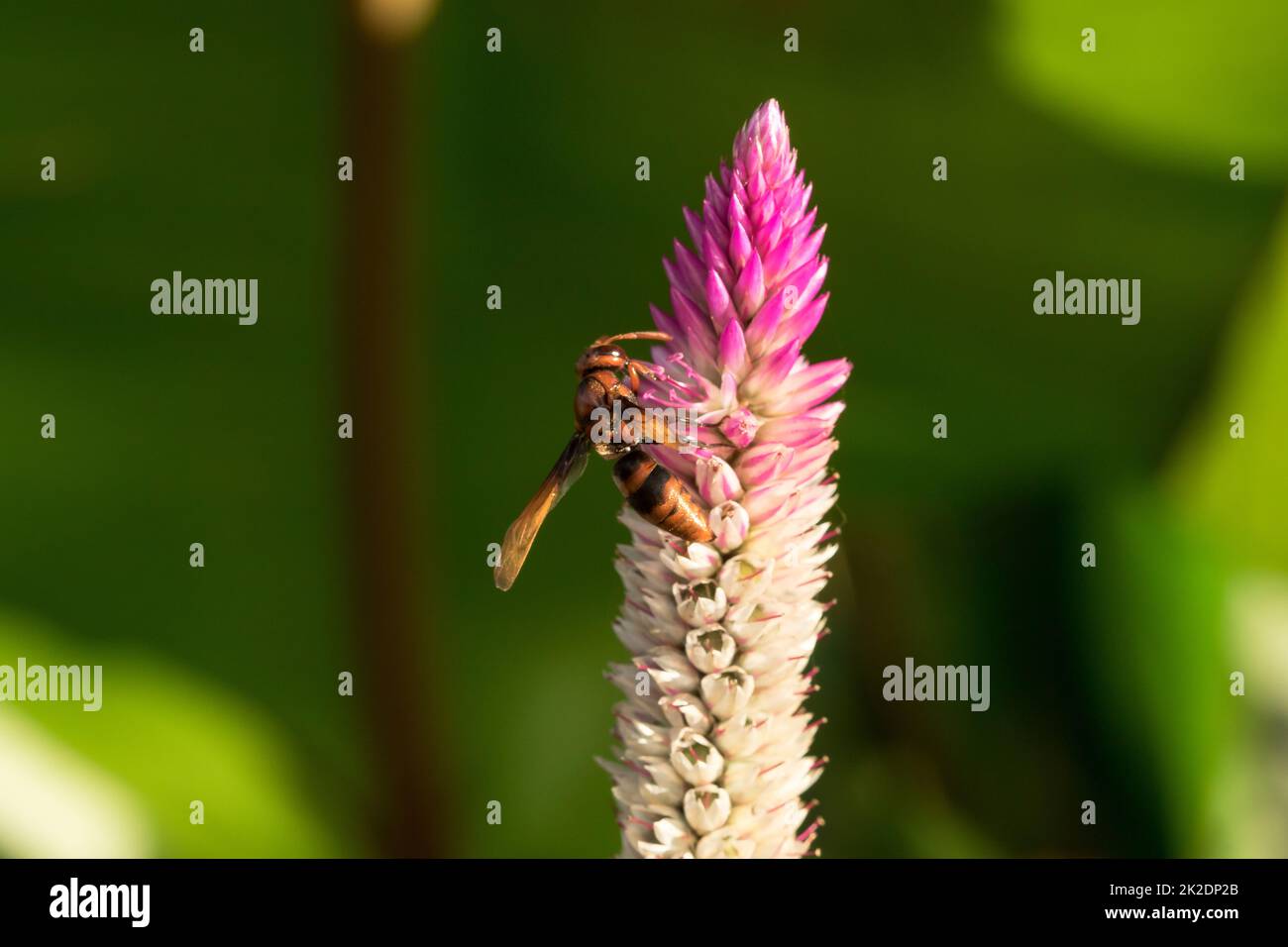 Hymenoptera è su un fiore viola. I calabroni sono insetti come le api. Foto Stock