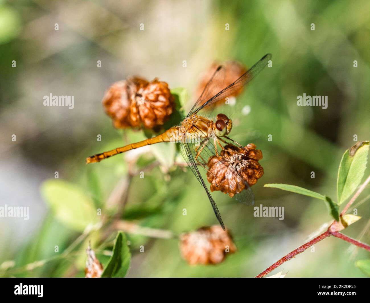 Una libellula di Meadowhawk autunnale, Sympetrum vicinum, che riposa su un fiore marrone nel Fish Hatchery Trail County Park, Hayward, Wisconsin. Foto Stock Una libellula di Meadowhawk autunnale, Sympetrum vicinum, che riposa su un fiore marrone nel Fish Hatchery Trail County Park, Hayward, Wisconsin. Foto Stock