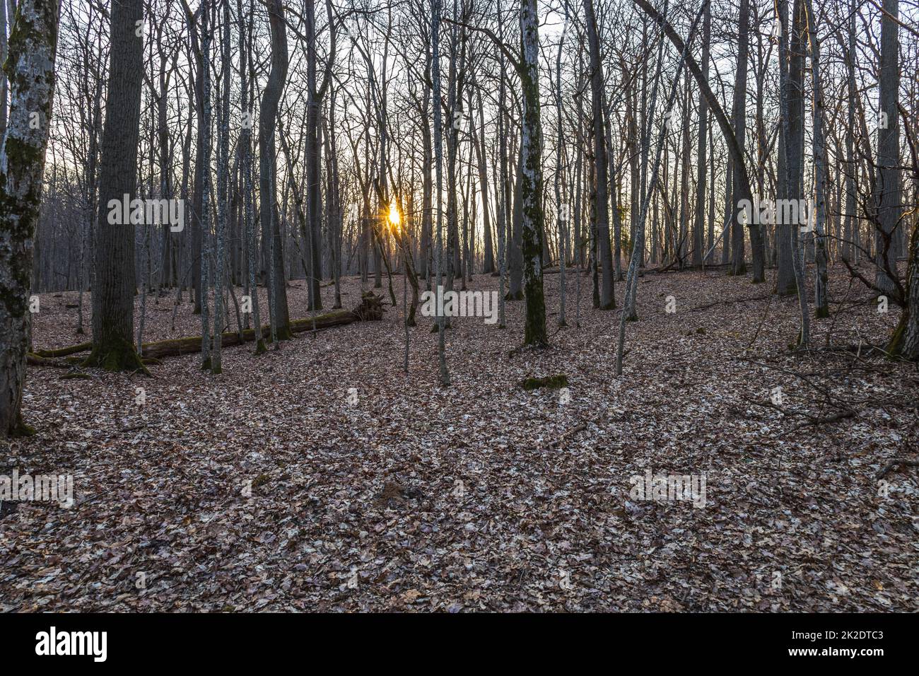 Luce solare soffusa nella foresta in primavera Foto Stock