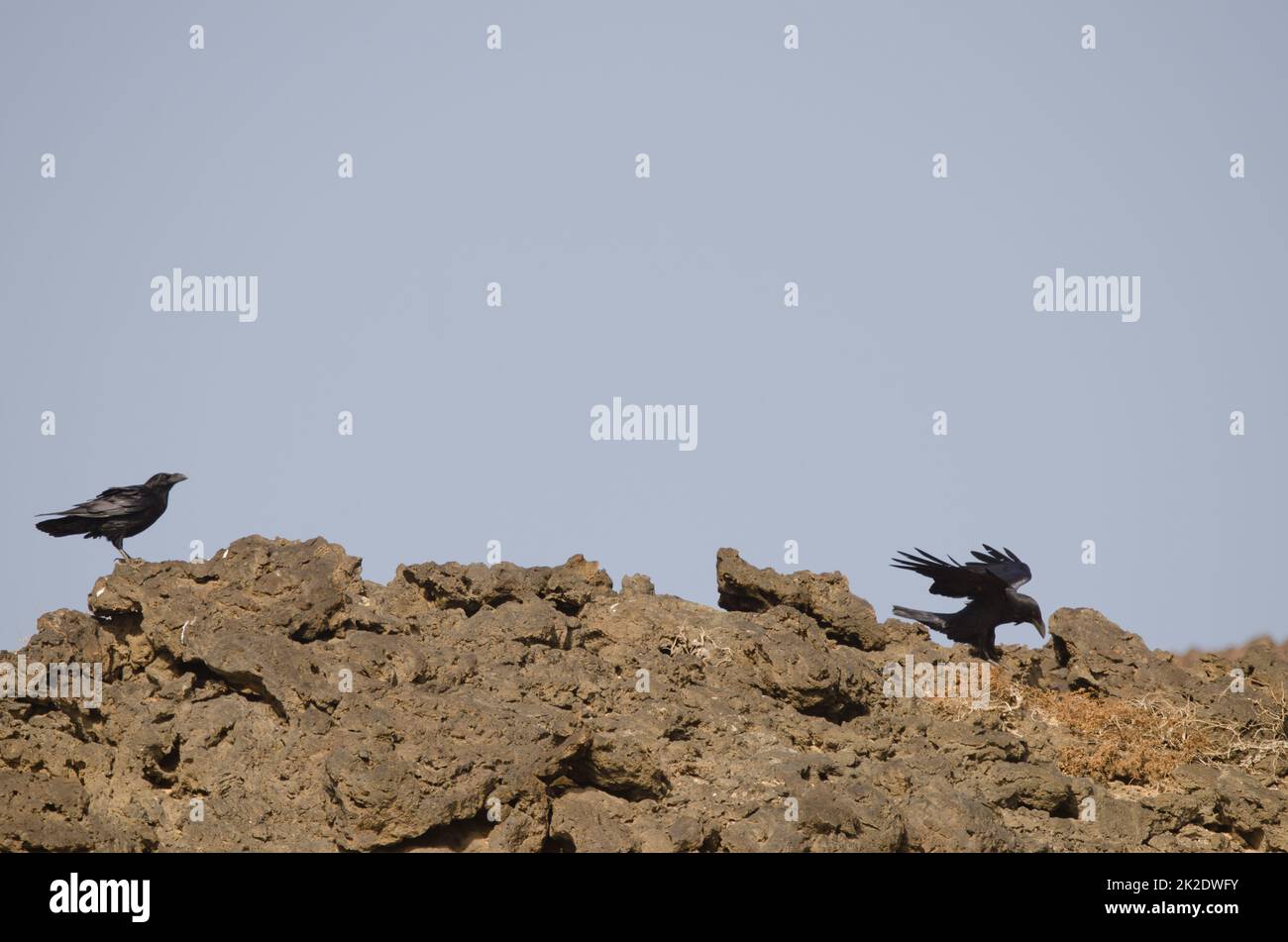 Isole Canarie ravens. Foto Stock