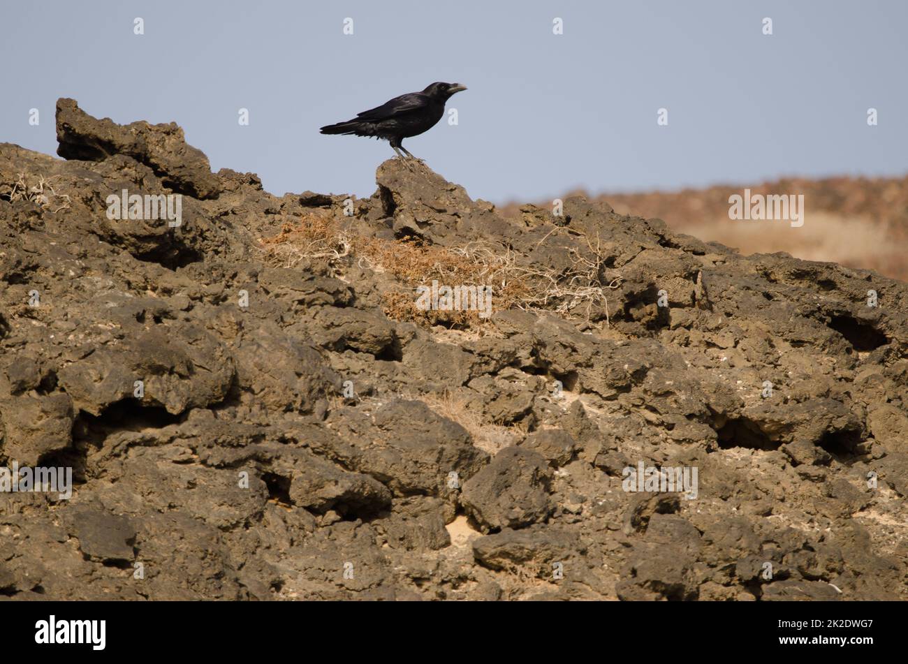 Isole Canarie raven. Foto Stock