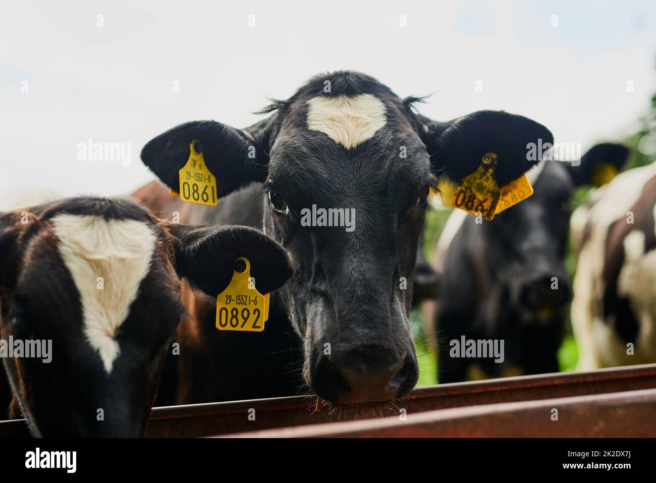 È solo il migliore per queste mucche. Shot ritagliato di una mandria di mucche che nutrono in un caseificio. Foto Stock