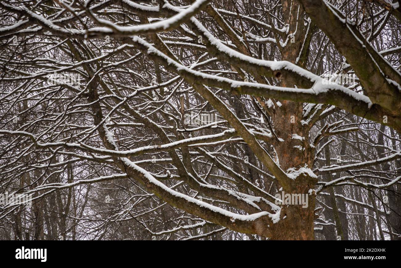 Alberi in inverno Foto Stock