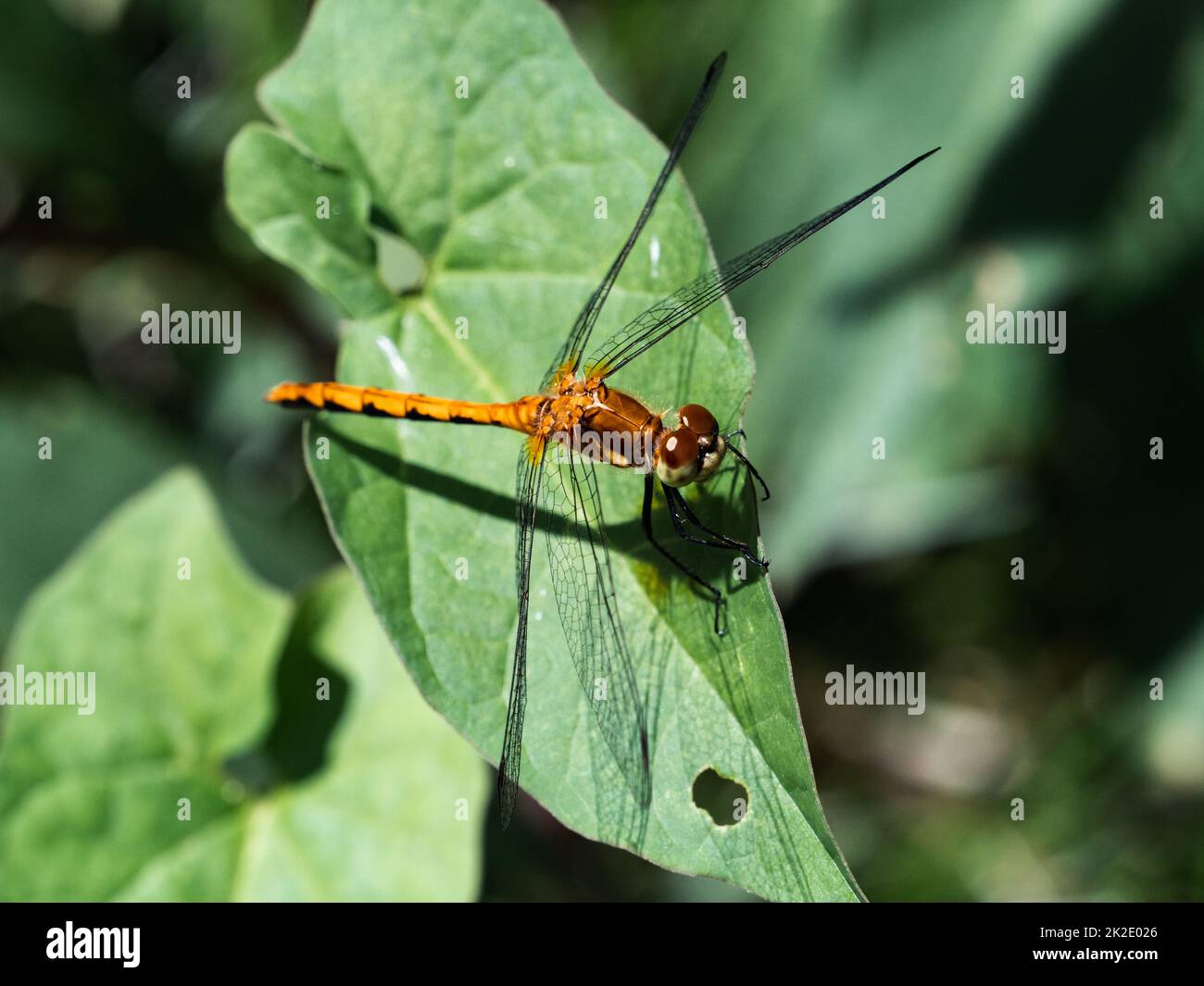Un Ruby Meadowhawk, Sympetrum rubicundulum, o simili dragonfly di Meadowhawk, che riposa su una foglia nel Fish Hatchery Trail County Park, Hayward, Wisconsin. Foto Stock
