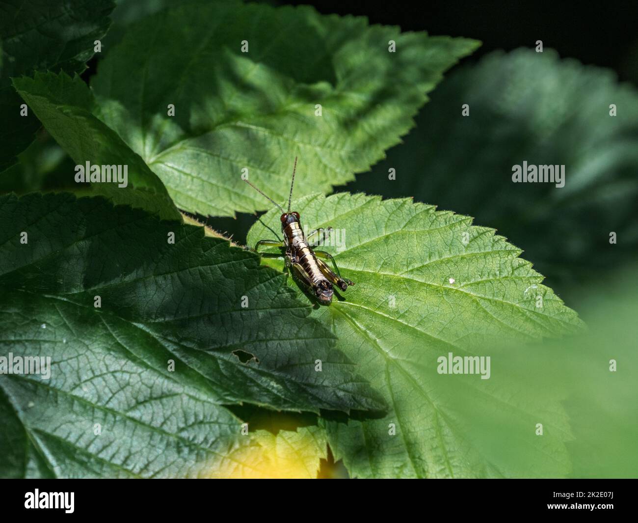 Il Grasshopper di montagna senza alette, Booneacris glacialis, si trova su una foglia nel Fish Hatchery Trail County Park, Hayward, Wisconsin. Foto Stock