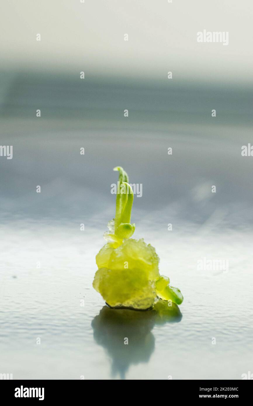 Scienze biologiche per la rigenerazione delle piante Foto Stock